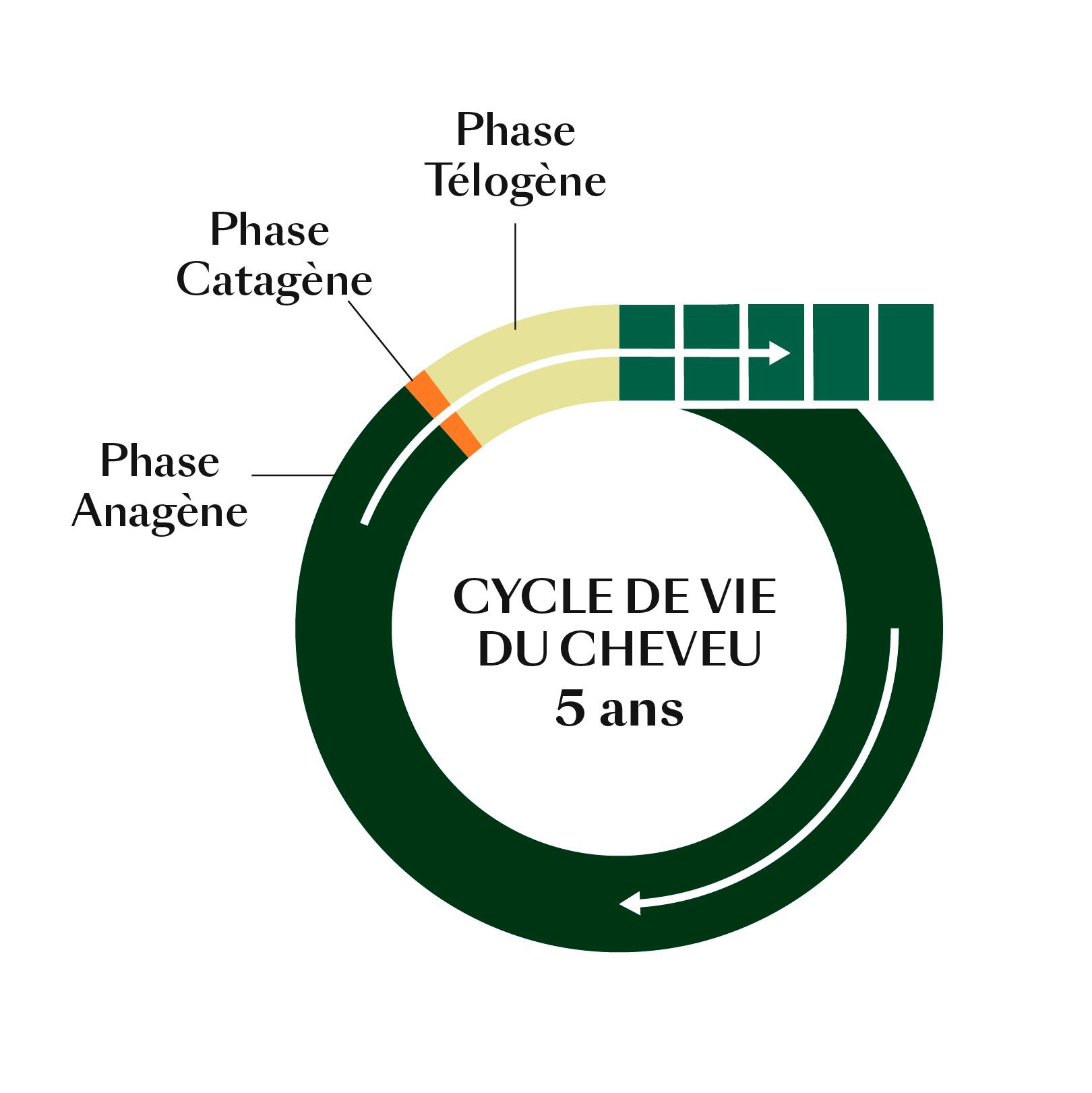 Levenscyclus van het haar